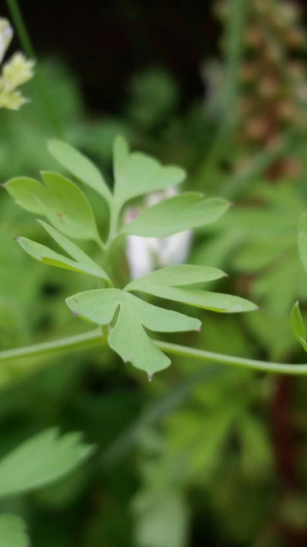Fumaria sp. (Papaveraceae)